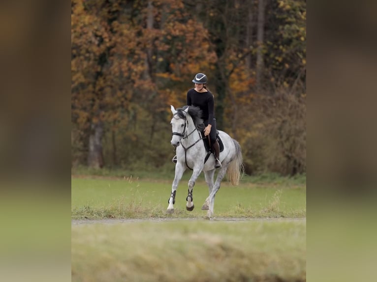 Duits sportpaard Merrie 4 Jaar 164 cm Appelschimmel in Schlins