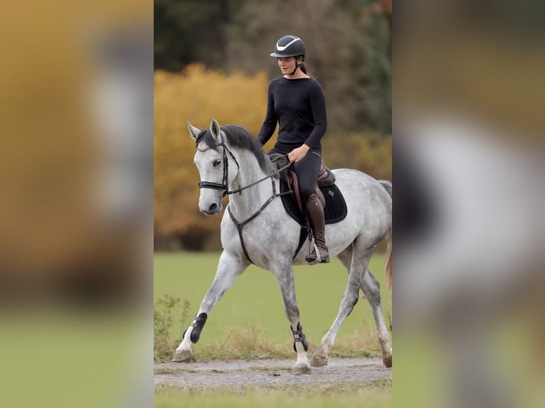 Duits sportpaard Merrie 4 Jaar 164 cm Appelschimmel in Schlins