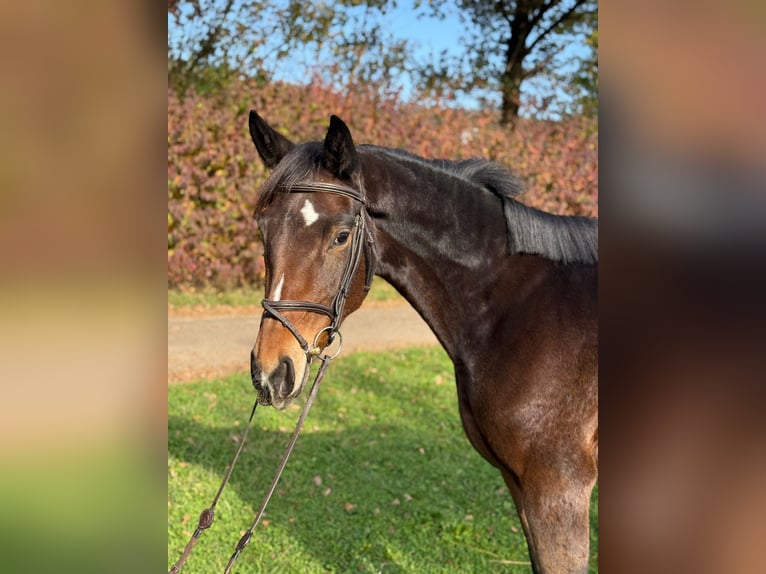 Duits sportpaard Merrie 4 Jaar 164 cm Bruin in Schwäbisch Gmünd