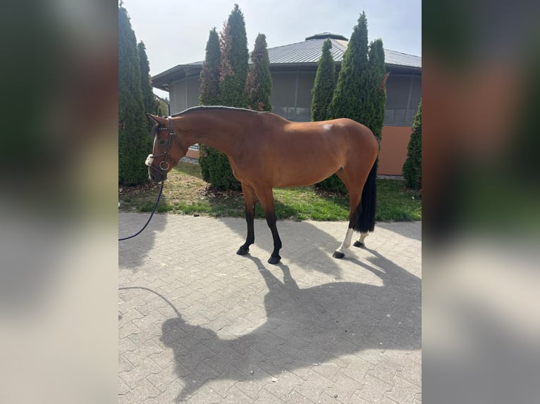 Duits sportpaard Merrie 4 Jaar 164 cm Bruin in Durmersheim