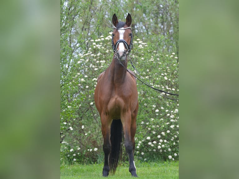 Duits sportpaard Merrie 4 Jaar 164 cm Bruin in Aitrang