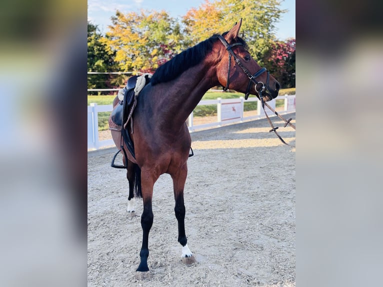Duits sportpaard Merrie 4 Jaar 164 cm Bruin in Memmingen