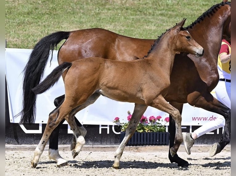 Duits sportpaard Merrie 4 Jaar 164 cm Bruin in Memmingen