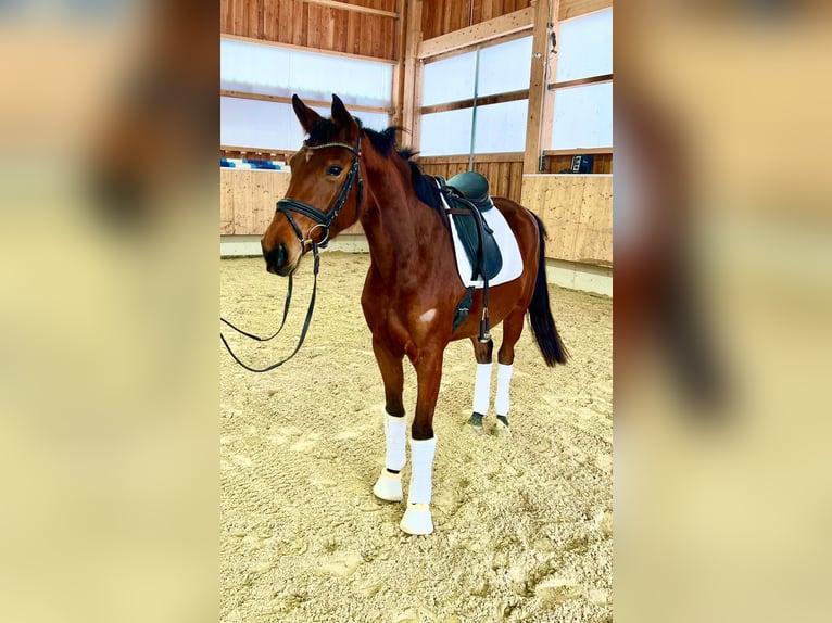 Duits sportpaard Merrie 4 Jaar 164 cm Bruin in Bad Griesbach im Rottal