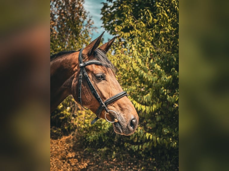 Duits sportpaard Merrie 4 Jaar 164 cm Donkerbruin in Rüsselsheim