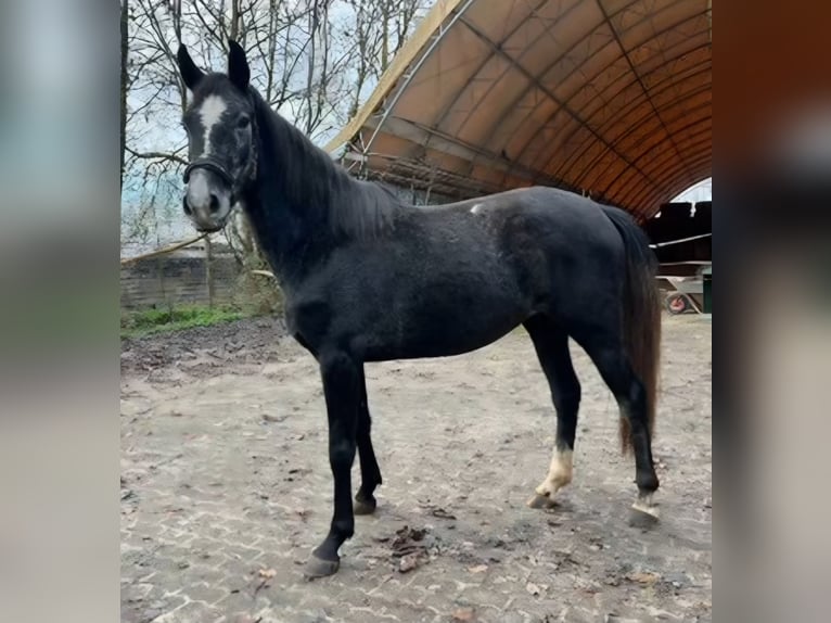 Duits sportpaard Merrie 4 Jaar 164 cm Schimmel in Illingen