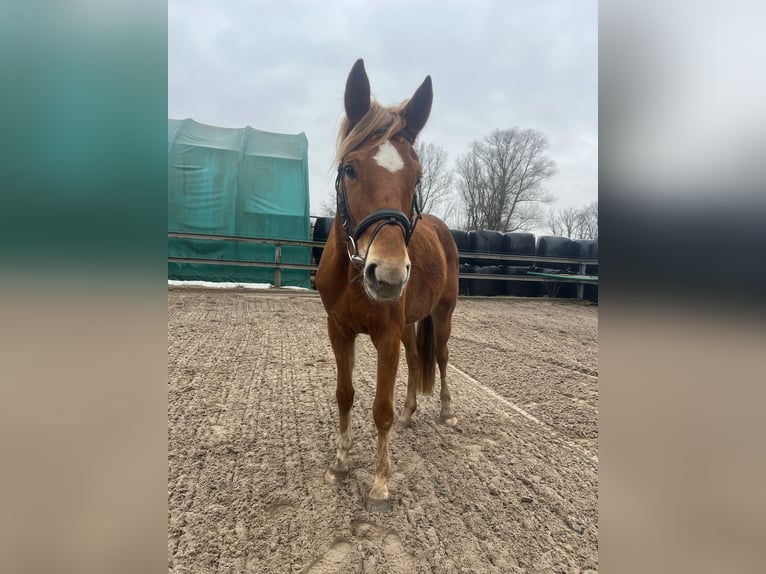 Duits sportpaard Merrie 4 Jaar 164 cm Vos in Doberschütz