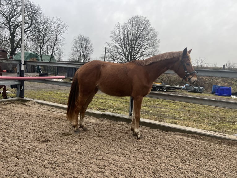 Duits sportpaard Merrie 4 Jaar 164 cm Vos in Doberschütz