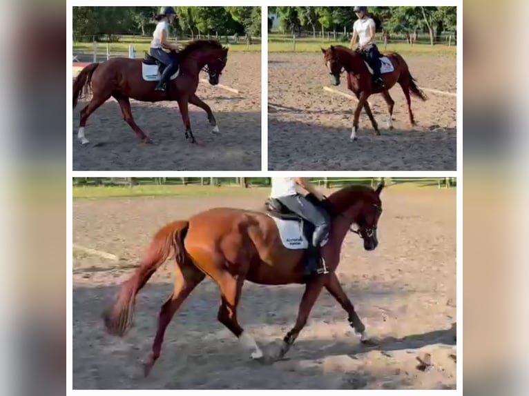 Duits sportpaard Merrie 4 Jaar 164 cm Vos in Neustadt (Dosse)