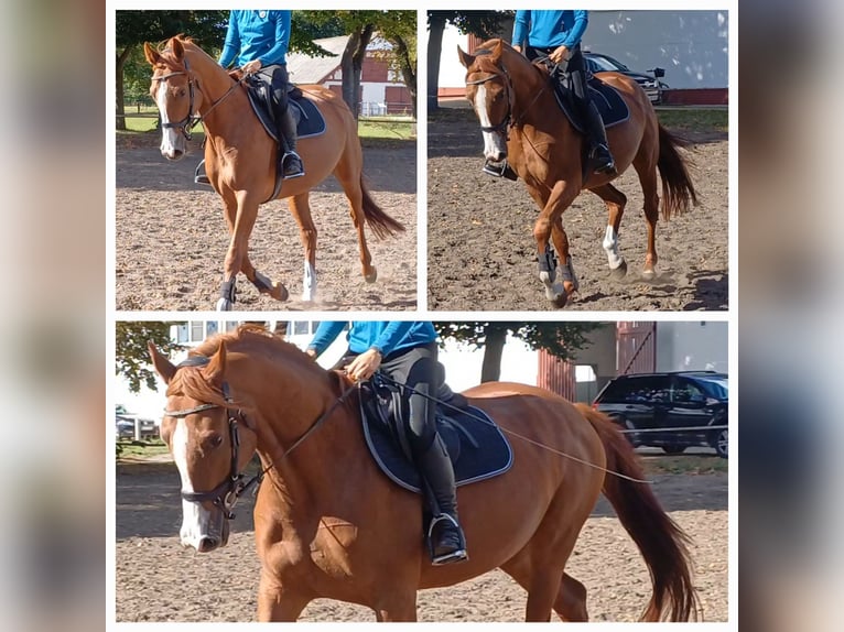 Duits sportpaard Merrie 4 Jaar 164 cm Vos in Ringelsdorf