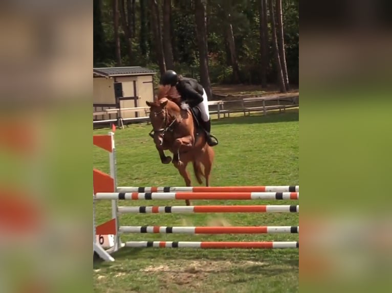 Duits sportpaard Merrie 4 Jaar 164 cm Vos in Vechta