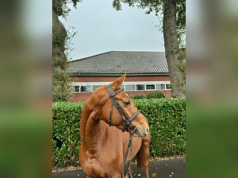 Duits sportpaard Merrie 4 Jaar 164 cm Vos in Vechta