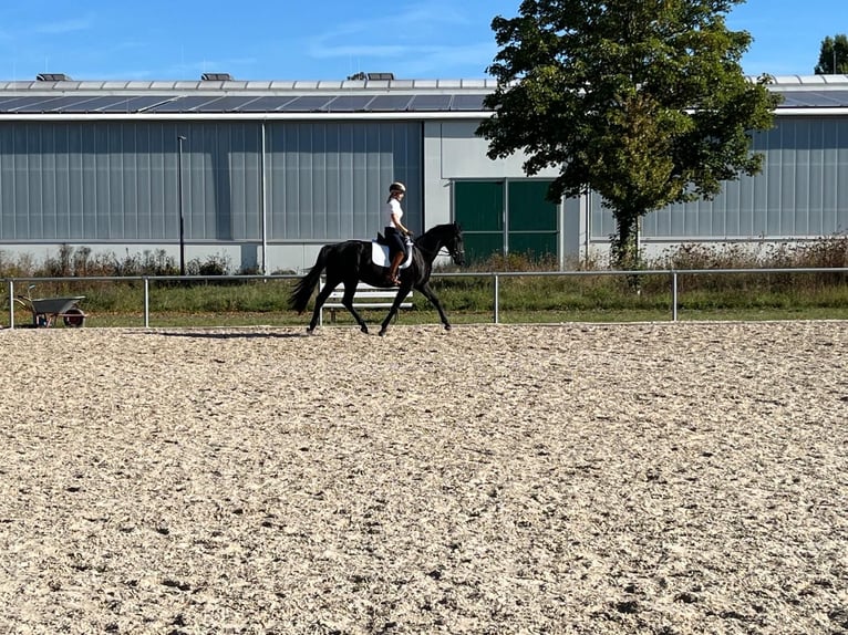 Duits sportpaard Merrie 4 Jaar 164 cm Zwart in Saara