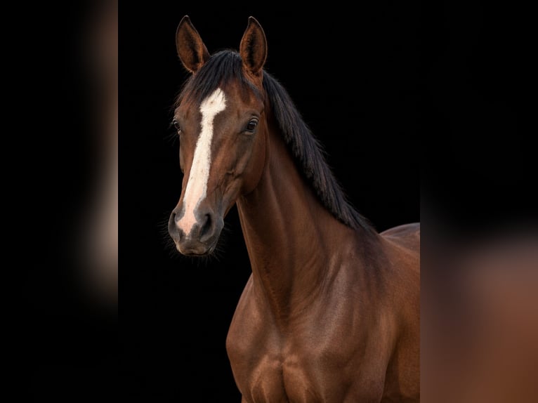 Duits sportpaard Merrie 4 Jaar 165 cm Bruin in Viernheim