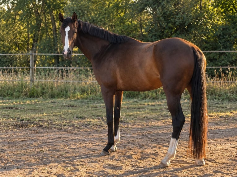 Duits sportpaard Merrie 4 Jaar 165 cm Bruin in Viernheim