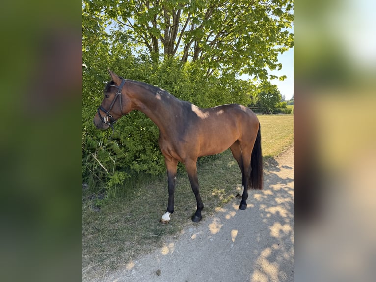 Duits sportpaard Merrie 4 Jaar 165 cm Bruin in M&#xFC;nsingen