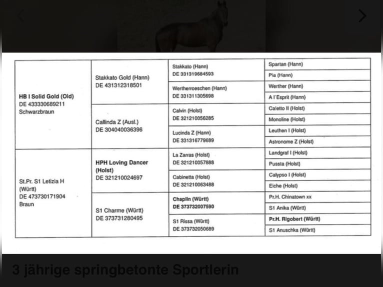 Duits sportpaard Merrie 4 Jaar 165 cm Bruin in Eberndorf