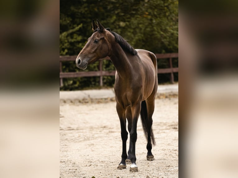 Duits sportpaard Merrie 4 Jaar 165 cm Bruin in Eberndorf