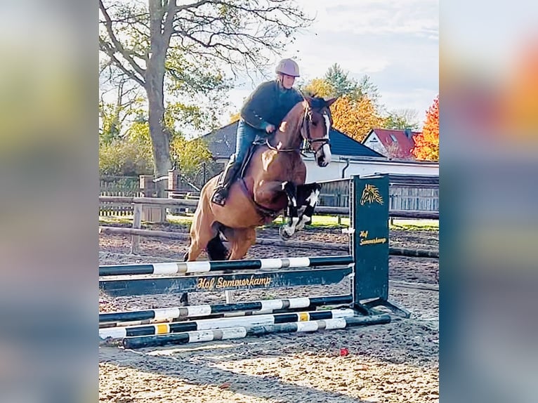 Duits sportpaard Merrie 4 Jaar 165 cm Bruin in Martfeld