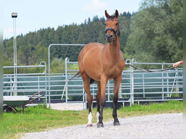 Duits sportpaard Merrie 4 Jaar 165 cm Bruin in Aitrang