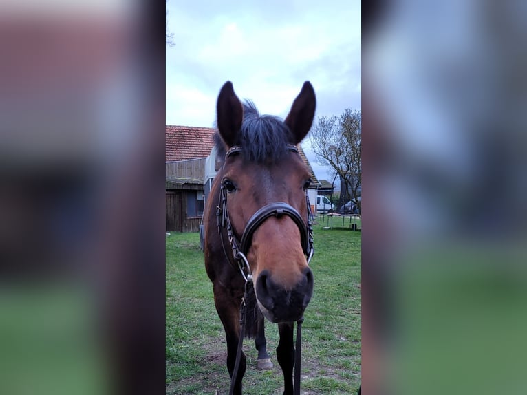 Duits sportpaard Merrie 4 Jaar 165 cm Bruin in Süderholz