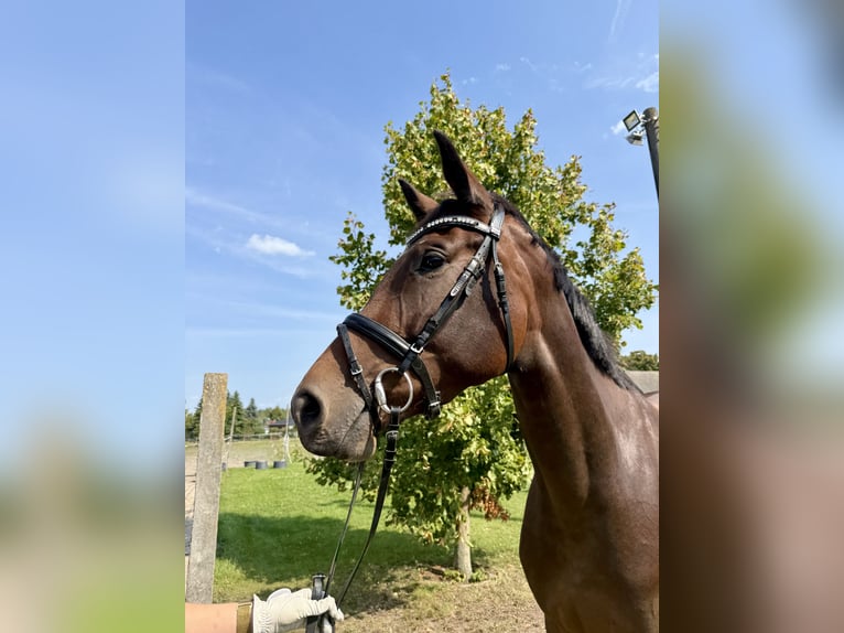 Duits sportpaard Merrie 4 Jaar 165 cm Bruin in Mockrehna