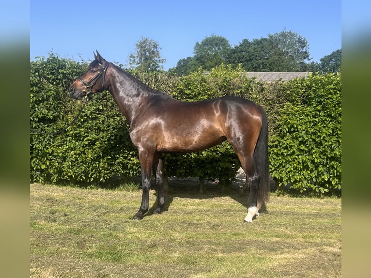 Duits sportpaard Merrie 4 Jaar 165 cm Bruin in Le Pin