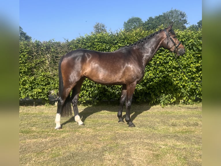 Duits sportpaard Merrie 4 Jaar 165 cm Bruin in Le Pin