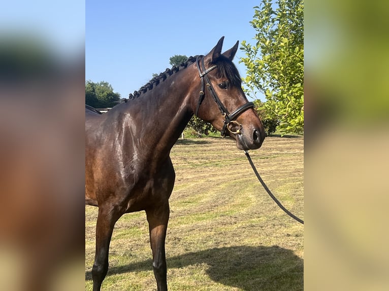 Duits sportpaard Merrie 4 Jaar 165 cm Bruin in Le Pin