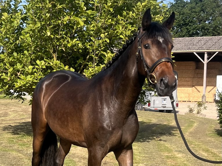 Duits sportpaard Merrie 4 Jaar 165 cm Bruin in Le Pin