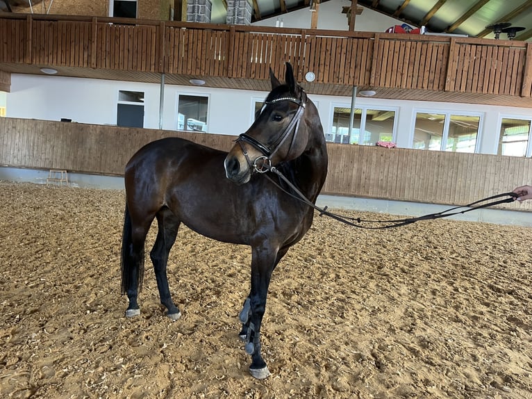 Duits sportpaard Merrie 4 Jaar 165 cm Donkerbruin in Bopfingen