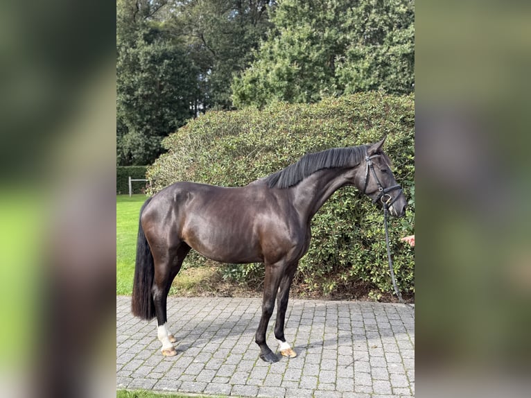 Duits sportpaard Merrie 4 Jaar 165 cm Donkerbruin in Karlsfeld
