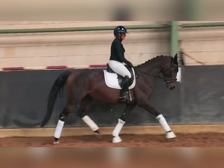 Duits sportpaard Merrie 4 Jaar 165 cm Donkerbruin in Wolfsburg