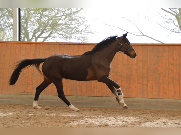 Duits sportpaard Merrie 4 Jaar 165 cm Donkerbruin in Wulkow