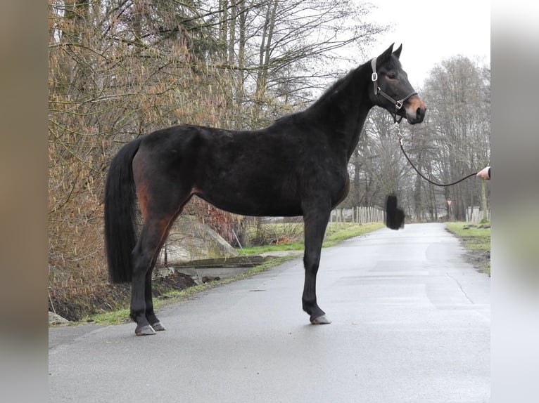 Duits sportpaard Merrie 4 Jaar 165 cm Donkerbruin in Verl