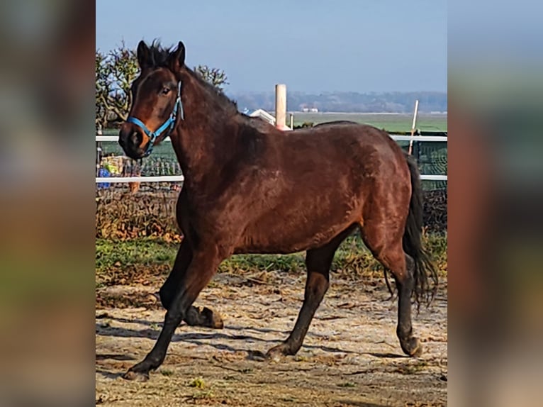 Duits sportpaard Merrie 4 Jaar 165 cm Roodbruin in Groß Rosenburg