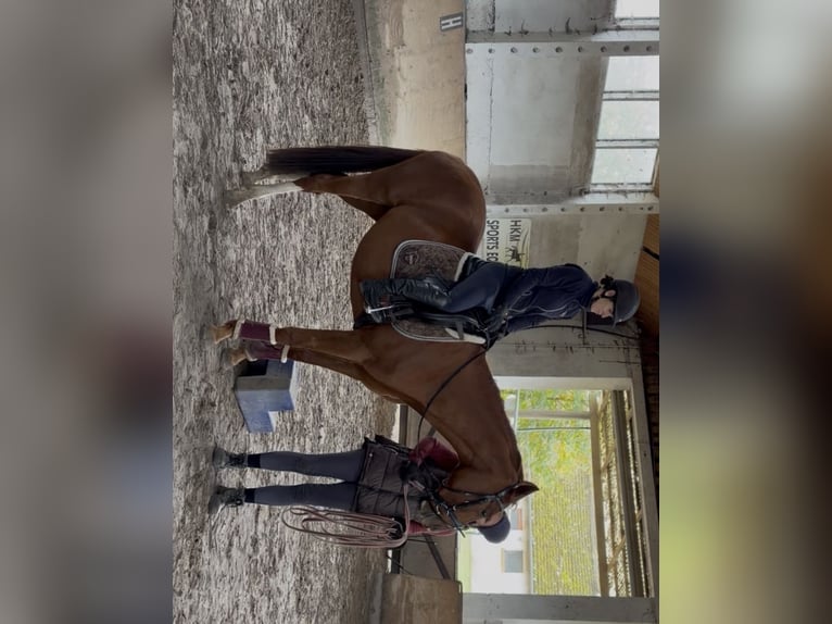 Duits sportpaard Merrie 4 Jaar 165 cm Vos in Schönwalde-Glien