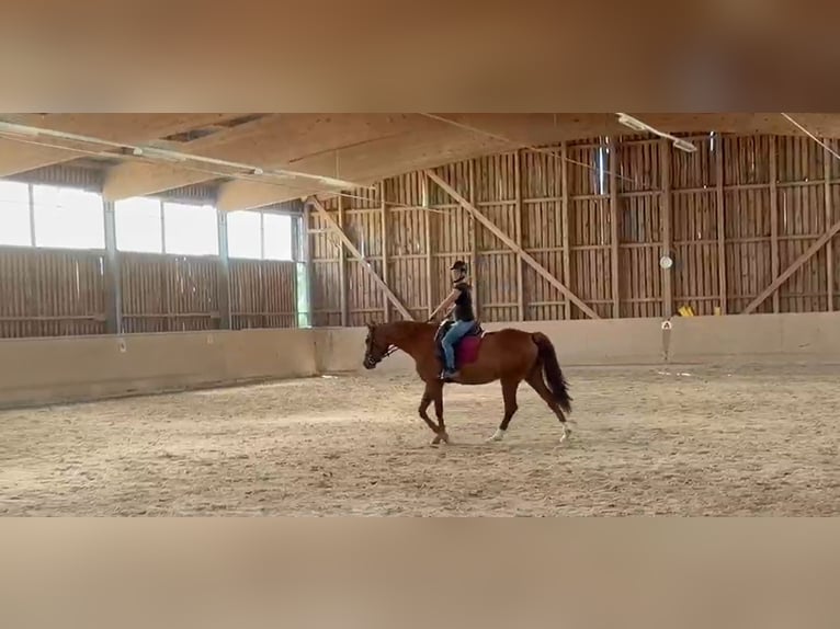 Duits sportpaard Merrie 4 Jaar 165 cm Vos in Freudenburg