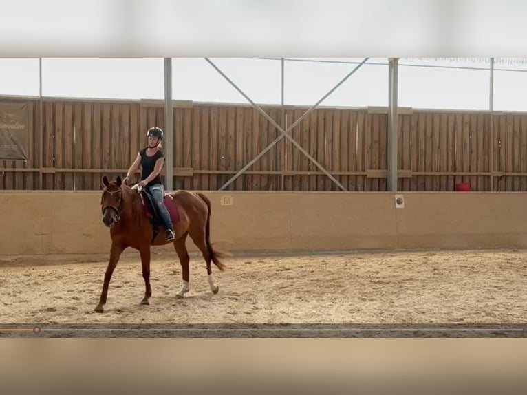 Duits sportpaard Merrie 4 Jaar 165 cm Vos in Freudenburg