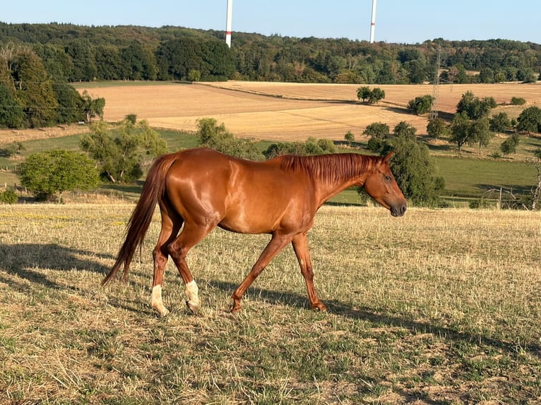 Duits sportpaard Merrie 4 Jaar 165 cm Vos in Freudenburg