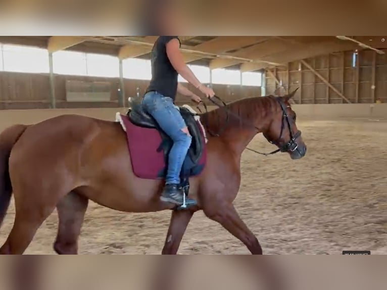 Duits sportpaard Merrie 4 Jaar 165 cm Vos in Freudenburg