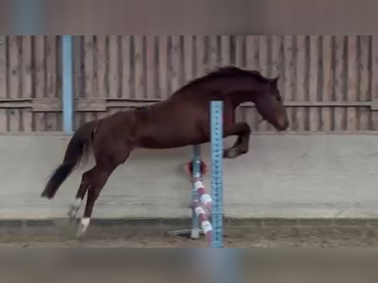 Duits sportpaard Merrie 4 Jaar 165 cm Vos in Freudenburg