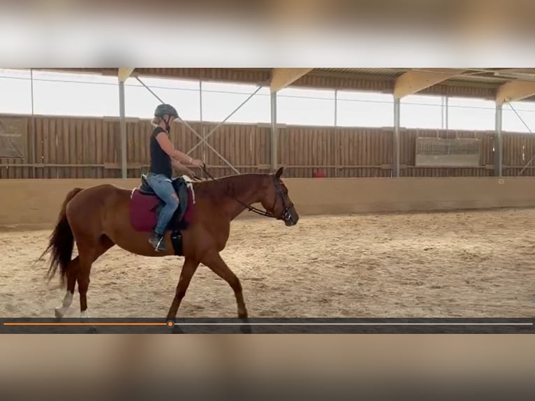 Duits sportpaard Merrie 4 Jaar 165 cm Vos in Freudenburg
