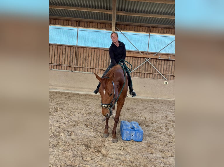 Duits sportpaard Merrie 4 Jaar 165 cm Vos in Freudenburg