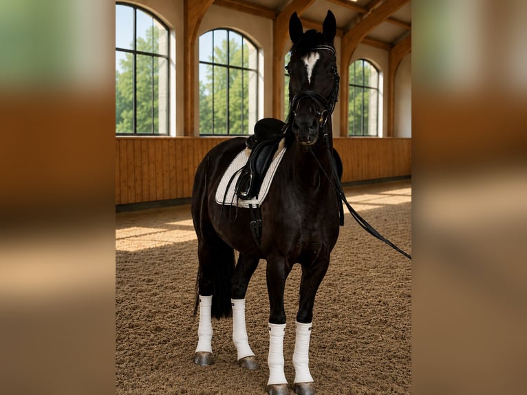 Duits sportpaard Merrie 4 Jaar 165 cm Zwart in Vechta