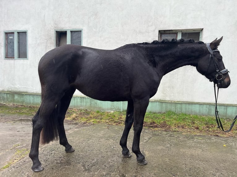 Duits sportpaard Merrie 4 Jaar 165 cm Zwart in Trebbin