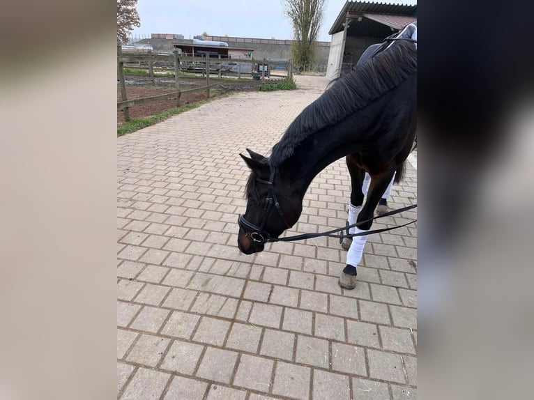 Duits sportpaard Merrie 4 Jaar 165 cm Zwartbruin in Kleinlangheim