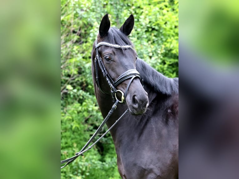 Duits sportpaard Merrie 4 Jaar 165 cm Zwartbruin in Schwäbisch Hall