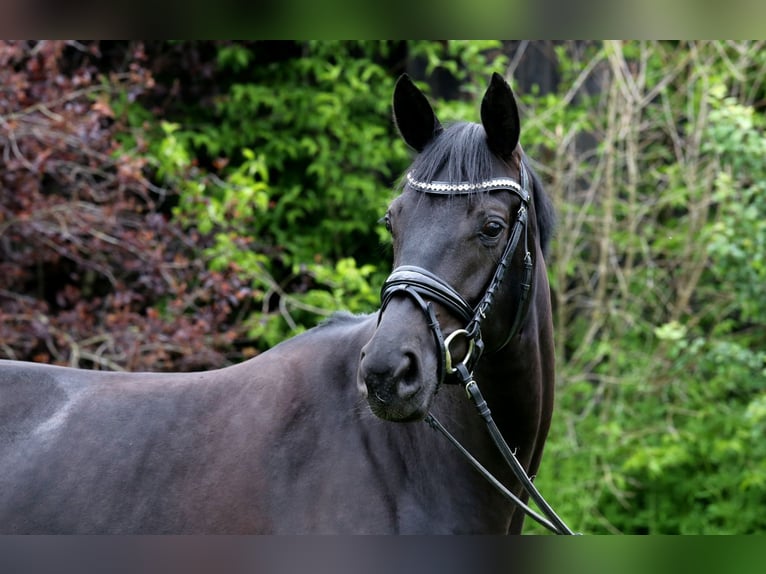 Duits sportpaard Merrie 4 Jaar 165 cm Zwartbruin in Schwäbisch Hall