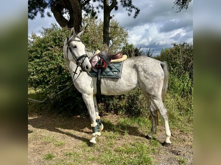 Duits sportpaard Merrie 4 Jaar 166 cm Appelschimmel in Pelmberg